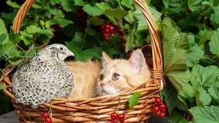 Katze und Wachtel in einem Korb