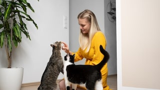 Frau begrüßt zwei Katzen vorsichtig
