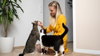 Frau begrüßt zwei Katzen vorsichtig