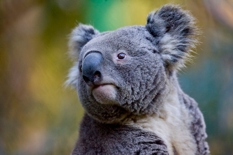 Warum Australien über 700 Koalas abgeschossen hat