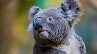 Ein Koala sitzt in einem Baum