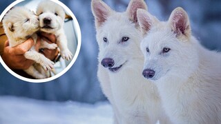 Die beiden Schattenwolf-Brüder Romulus und Remus sind inzwischen sechs Monate alt