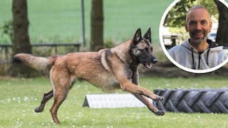 In den letzten Wochen ist die Diskussion um ein mögliches Verbot der Ausübung des Schutzhundesports für Privatpersonen und Vereine wieder in Gang gekommen.