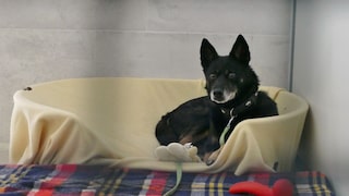 Turco lebt bereits seit dem 5. Juni 2015 im Tierheim in München – und ist damit vermutlich Deutschlands längster „Insasse“.