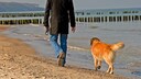Ein Mann läuft mit seinem unangeleinten Hund am Warnemünder Strand