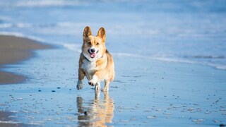 Ein Corgi rennt ohne Leine in der Brandung