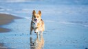 Ein Corgi rennt ohne Leine in der Brandung