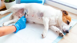 Mammatumor beim Hund