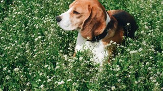 Beagle liegt im Gras