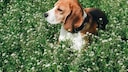 Beagle liegt im Gras