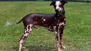 Peruanischer Nackthund