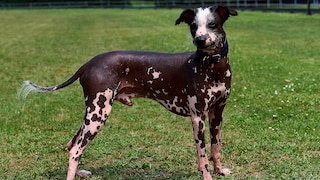 Peruanischer Nackthund