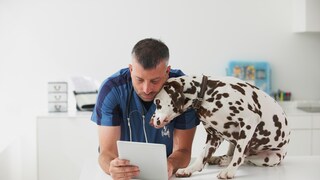 Tierarzt mit Dalmatiner in der Praxis schaut auf Behandlungsplan