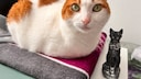Kater Remo neben kleiner Statue von ägyptischer Katzengöttin Bastet