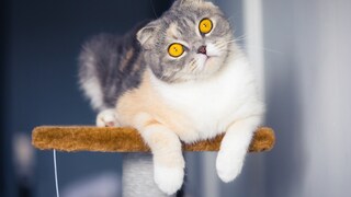 Katzenrasse Scottish Fold auf einem Kratzbaum