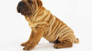 Shar-pei Junghund auf weißem Hintergrund