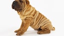Shar-pei Junghund auf weißem Hintergrund