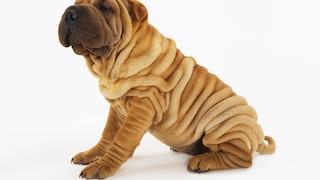 Shar-pei Junghund auf weißem Hintergrund