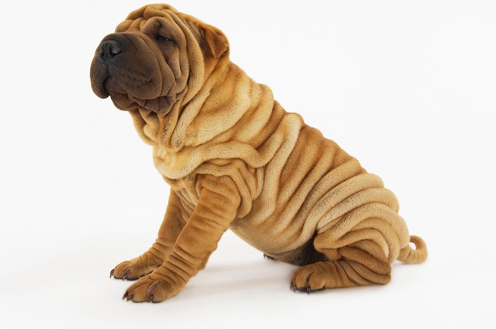 Shar-pei Junghund auf weißem Hintergrund