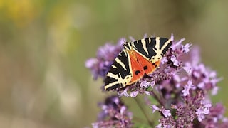 Tiere des Jahres 2025