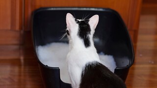 Katze sitzt vor ihrem Katzenklo