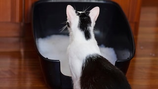 Katze sitzt vor ihrem Katzenklo