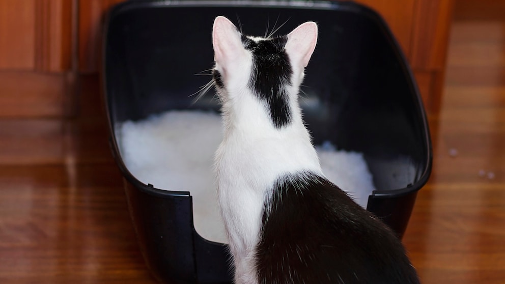 Katze sitzt vor ihrem Katzenklo