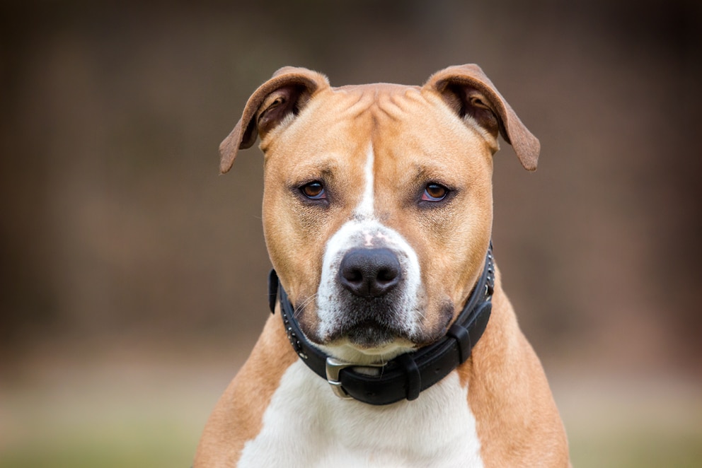 Thor ist ein lebhafter, freundlicher und verspielter American-Staffordshire-Terrier-Mischling. Allerdings lebt er schon ein halbes Hundeleben im Tierheim.