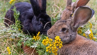 Kaninchen leben am liebsten im naturnahen Gehege im Garten