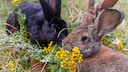 Kaninchen leben am liebsten im naturnahen Gehege im Garten