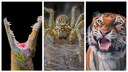 Collage aus Fotos von Krokodil, Spinne und Tiger