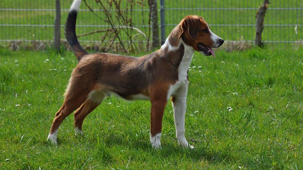 Der Österreichische Pinscher, der heute außerhalb spezialisierter Zuchten kaum noch anzutreffen ist, gehört zu den letzten Vertretern einer uralten Hofhundetradition.