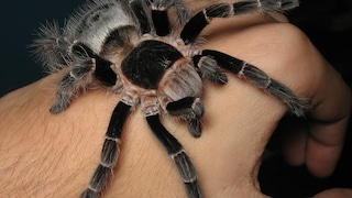 Vogelspinne Vitalius sorocabae auf einer Hand