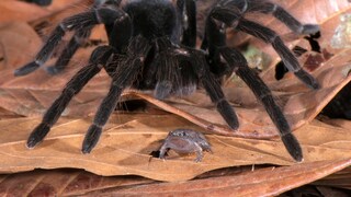 Peruanische Vogelspinne und Engmaulfrosch in Wohngemeinschaft