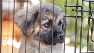 Hundewelpe im Käfig