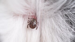 Zecke am Hund in Nahaufnahme