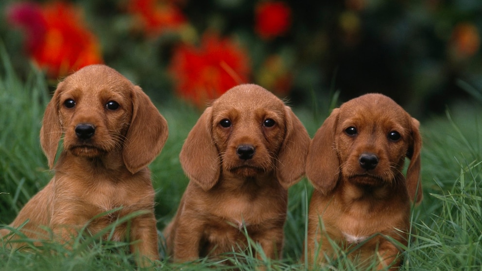 Der Basset Fauve de Bretagne ist am besten in einem ländlichen Umfeld aufgehoben, wo er viel Platz zum Toben hat. 

Source: NHPA@NHPA.co.uk