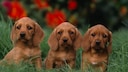 Der Basset Fauve de Bretagne ist am besten in einem ländlichen Umfeld aufgehoben, wo er viel Platz zum Toben hat.
Source: NHPA@NHPA.co.uk