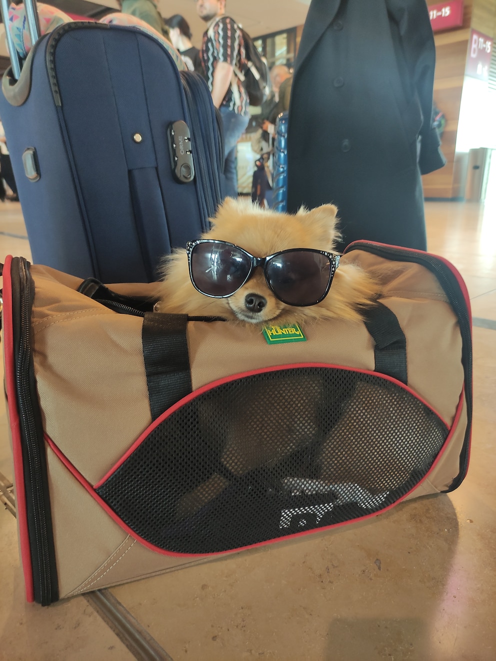 Zwergspitz Yumi in Transportbox am Frankfurter Flughafen