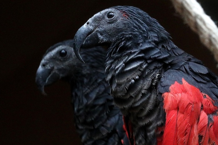 Two Dracula parrots on a perch