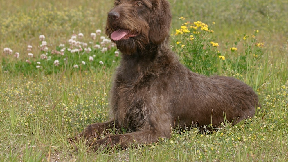 Der Pudelpointer, die erste „Doodle“-Schöpfung der Welt, entstand nicht aus modischen Erwägungen, sondern aus dem ernsthaften Wunsch, einen neuen Jagdgebrauchshund zu schaffen.