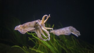 Ein Tintenfisch winkt mit zwei Armen durch die Luft