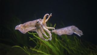 Ein Tintenfisch winkt mit zwei Armen durch die Luft