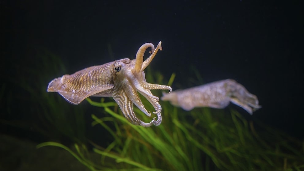 Ein Tintenfisch winkt mit zwei Armen durch die Luft