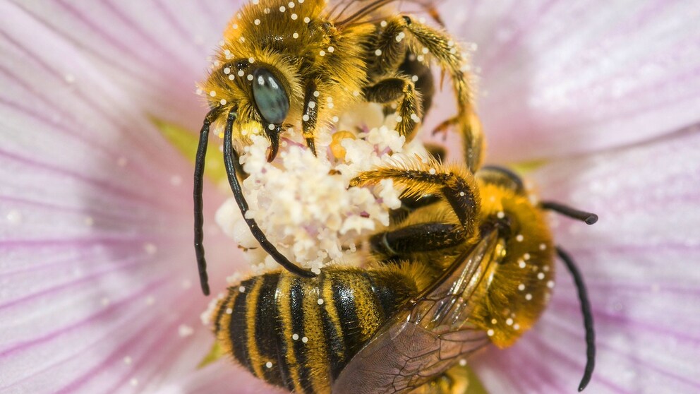 Malvenlanghornbiene (Tetralonia macroglossa, Eucera macroglossa, Tetralonia malvae), Schlafgemeinschaft von zwei Maennchen in der Blüte einer Moschus-Malve