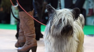 Ein Skye Terrier läuft mit seiner Halterin über die Grüne Woche in Berlin.