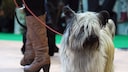Ein Skye Terrier läuft mit seiner Halterin über die Grüne Woche in Berlin.