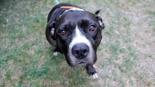 Pitbull-Terrier-Mix möchte „Hallo sagen“