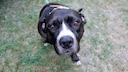 Pitbull-Terrier-Mix möchte „Hallo sagen“