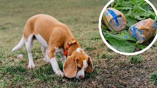 Collage aus Beagle, der am Boden schnuppert und Giftköder in Wurst (Kreis)